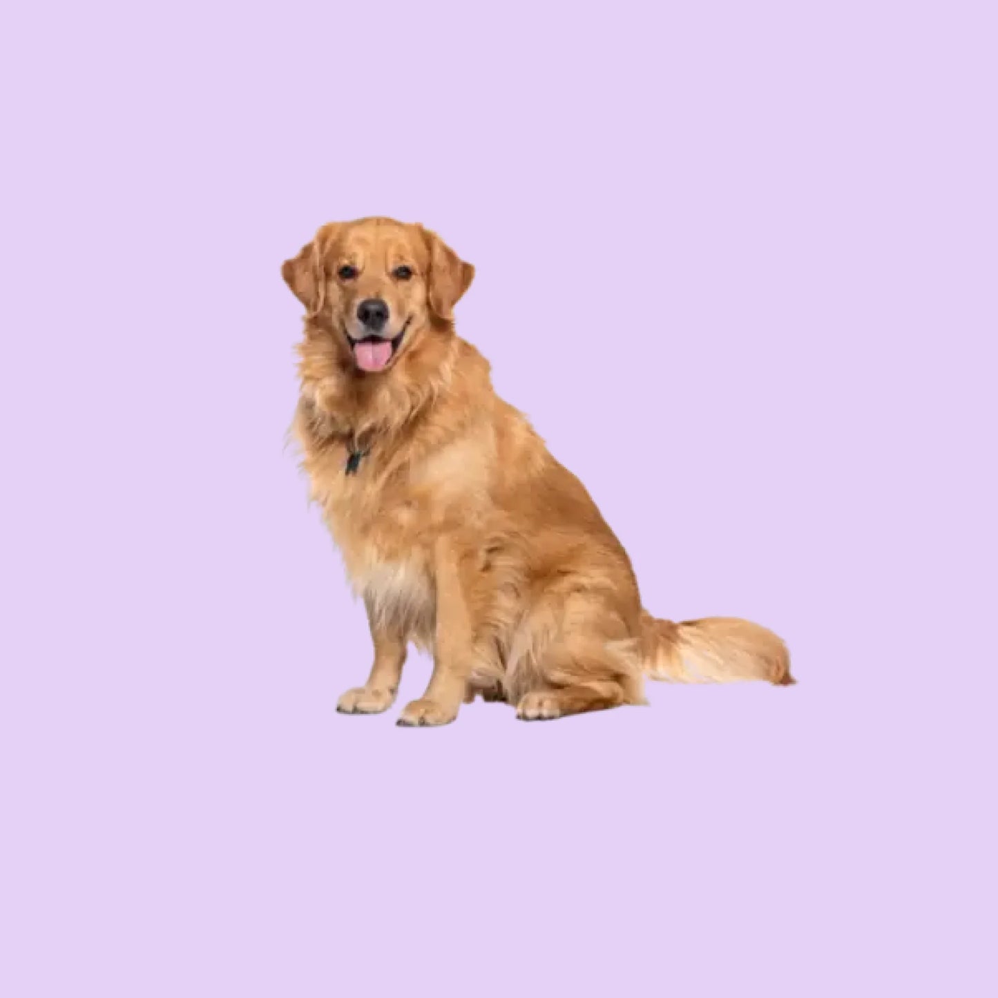 Pets Şekilli Yastık Tüm Vücut